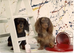 Legend's Dachshunds