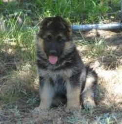 SHERMAN-RANCh German Shepherds