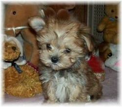 Maltipoo Puppies