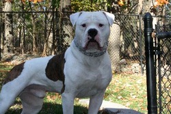 Ironside American Bulldogs