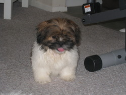 shih tzu pupps