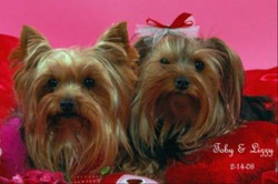 Springfield Yorkies