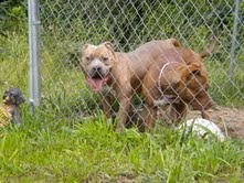 Well Connected Kennels