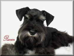 Snowbound Schnauzers