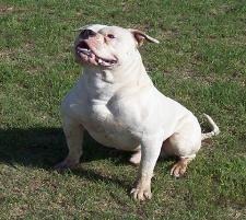 Top of Texas American Bulldog