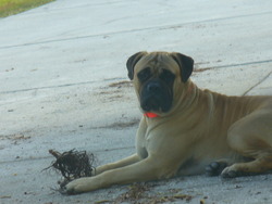 Guardian Angel Bullmastiffs