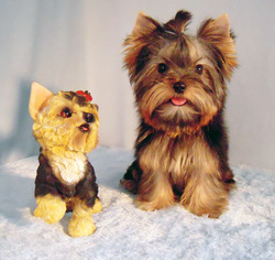 Angel's Yorkies