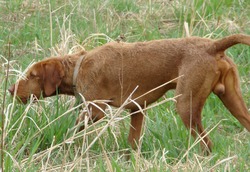 Sturgeon Creek Kennel