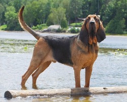 BoruBloodhounds