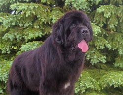 Anchorbay Newfoundlands