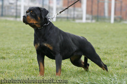 von Wadge Rottweiler