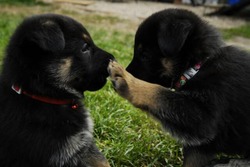 Ulvilden German Shepherds