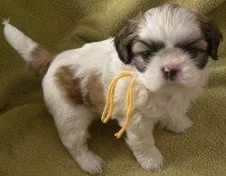 Sharon's Shih Tzu's