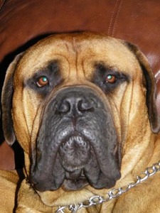 Augustus Bullmastiffs