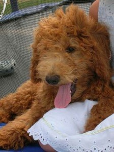 Mini Goldendoodle Puppies