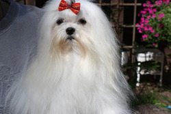 mustluvmaltese