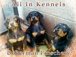 All In Kennels