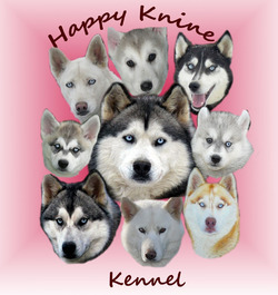 Happy K9 Kennel