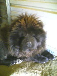 the heavenly chow chows