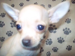 Linawa Chihuahua