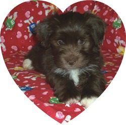 Steel City Havanese