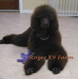 ROZEY'S K9 FARM