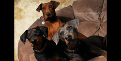 Renlim German Pinscher