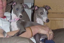 Layne's Italian Greyhound