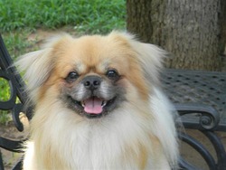 Gjnjah Tibetan Spaniels