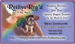 Reillys Reg'd Yorkshire Terriers & Shih Tzu