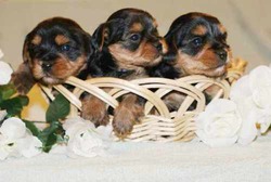 Family AKC Teacup Yorkies