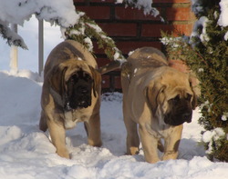 Shadow Hills Mastiffs