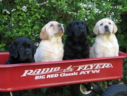 Dunroamin' Labradors