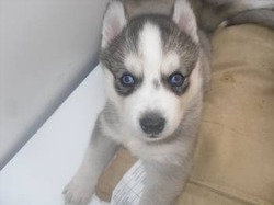 husky