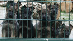 Von Woden Kennels