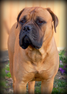 Maribelle Bullmastiffs