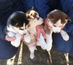 Beachy Huskys