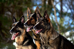 Hayes Haus German Shepherds