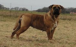 Teglborg Boerboels