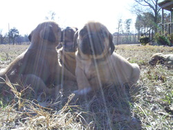 Amber's South Alabama Puppies