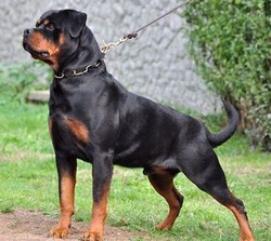 TB ROTTWEILERS