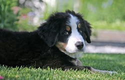 Sennenridge Bernese reg'd