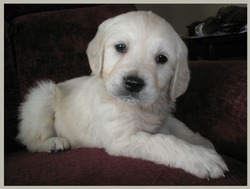 Montana Mist Goldens English Cream Retrievers