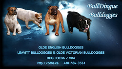 BullDingue Bulldogges