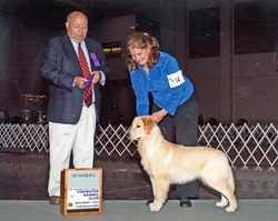 Carova Golden retrievers