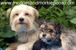 Morkies and Morkie Poos