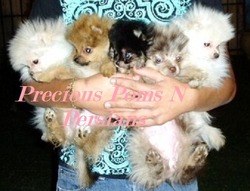 Precious Poms N Persians