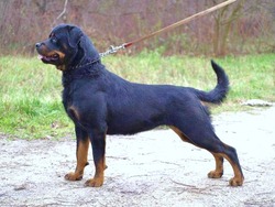 golden valley champion rottweilers