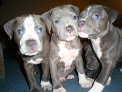 Empire UKC Blue Pit bulls