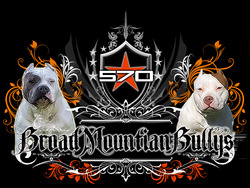 broadmountainbullys